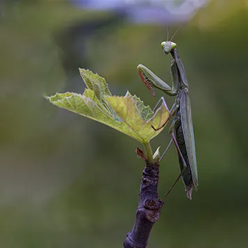 Mantis religiosa posada encima de una pequeña rama que tiene una sola hoja.